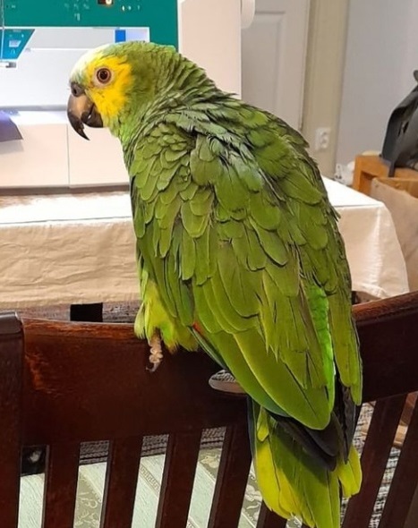 verri
