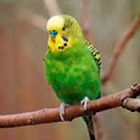 budgie4