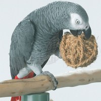 coco_rope_ball